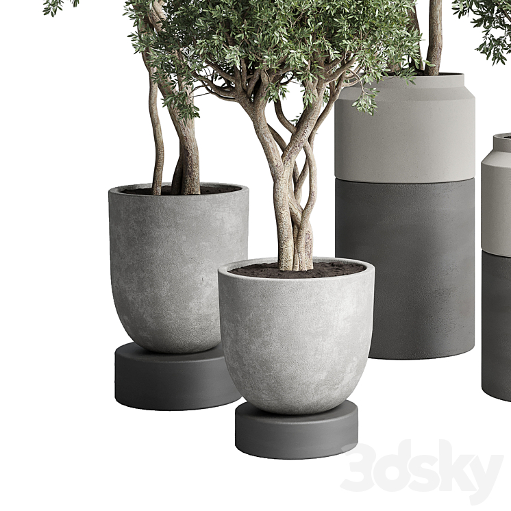 Collection Indoor plant 189 concrete dirt vase pot Tree 3DS Max Model - thumbnail 2