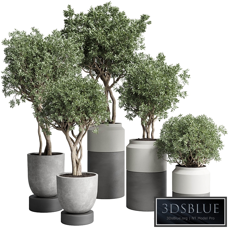 Collection Indoor plant 189 concrete dirt vase pot Tree 3DS Max - thumbnail 3