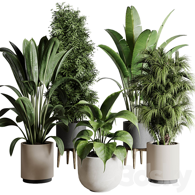 Collection indoor plant 196 plant ficus rubbery palm ravenala bamboo concrete vase 3DSMax File - thumbnail 1