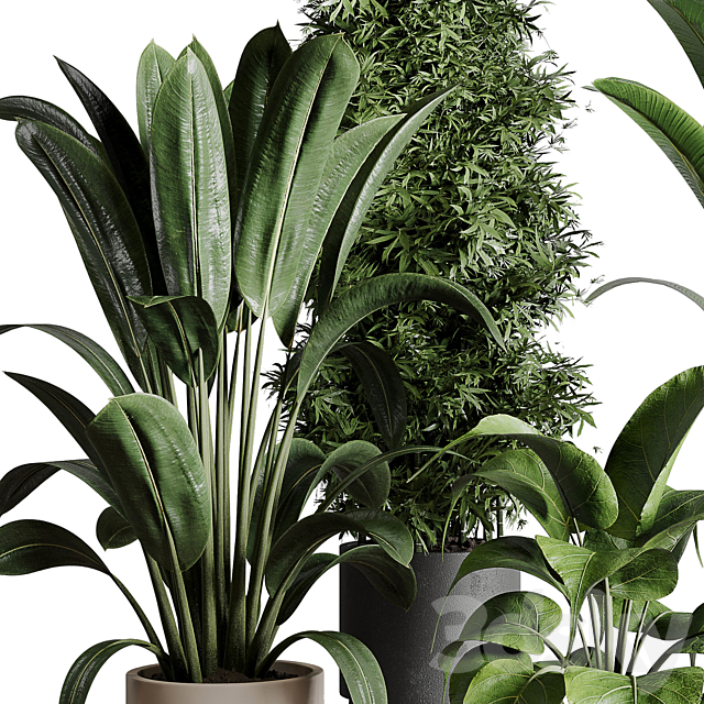 Collection indoor plant 196 plant ficus rubbery palm ravenala bamboo concrete vase 3DSMax File - thumbnail 2