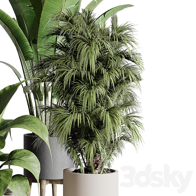 Collection indoor plant 196 plant ficus rubbery palm ravenala bamboo concrete vase 3DSMax File - thumbnail 4