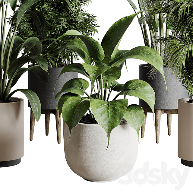 Collection indoor plant 196 plant ficus rubbery palm ravenala bamboo concrete vase 3DSMax File - thumbnail 5