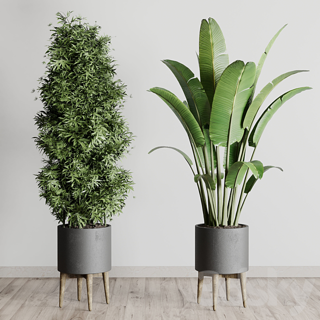 Collection indoor plant 196 plant ficus rubbery palm ravenala bamboo concrete vase 3DSMax File - thumbnail 6