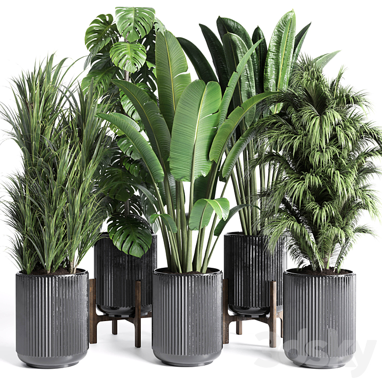 Collection indoor plant 201 plant 3DS Max Model - thumbnail 1