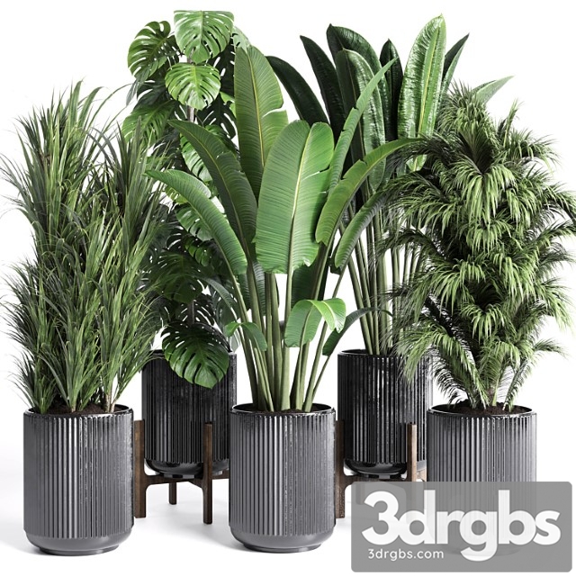 Collection Indoor Plant 201 Plant 3dsmax Download - thumbnail 1