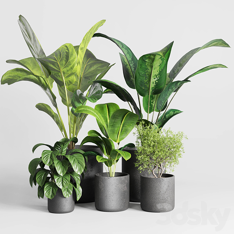 Collection indoor plant 236 plant ficus rubbery ficus lyrata concrete vase 3DS Max - thumbnail 1