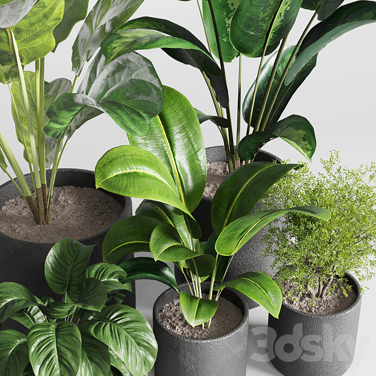 Collection indoor plant 236 plant ficus rubbery ficus lyrata concrete vase 3DS Max - thumbnail 2