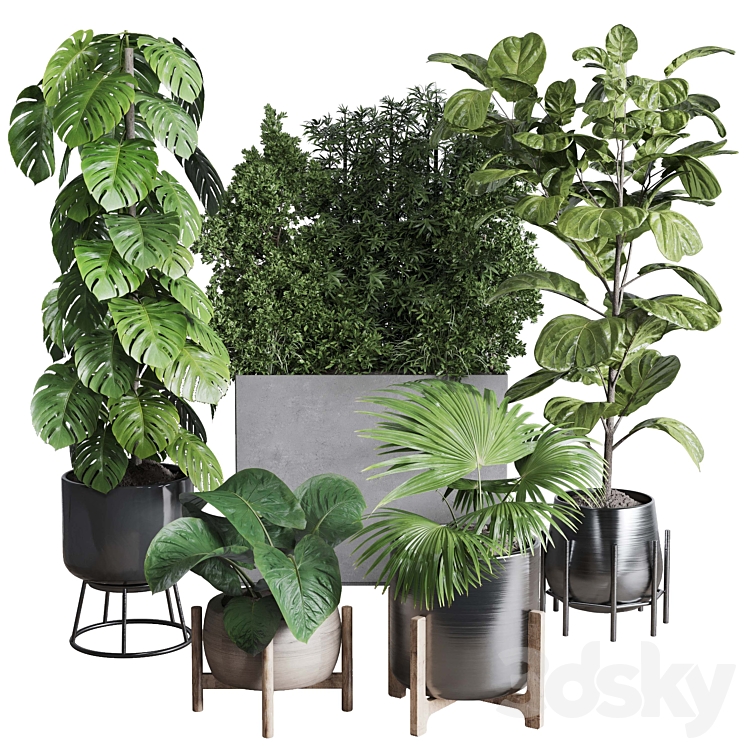 Collection indoor plant 251 ficus lyrata monstera palm in a wooden and metal pot 3DS Max Model - thumbnail 1