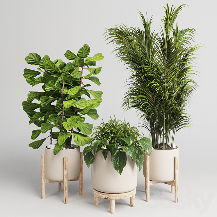 collection Indoor plant 30 -wood vase 3DS Max - thumbnail 2