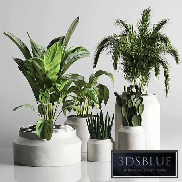 collection Indoor plant 33-concrate vase 3DS Max - thumbnail 3