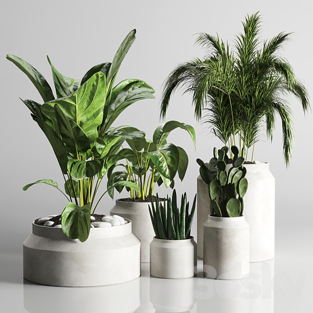 collection Indoor plant 33-concrate vase 3DSMax File - thumbnail 1