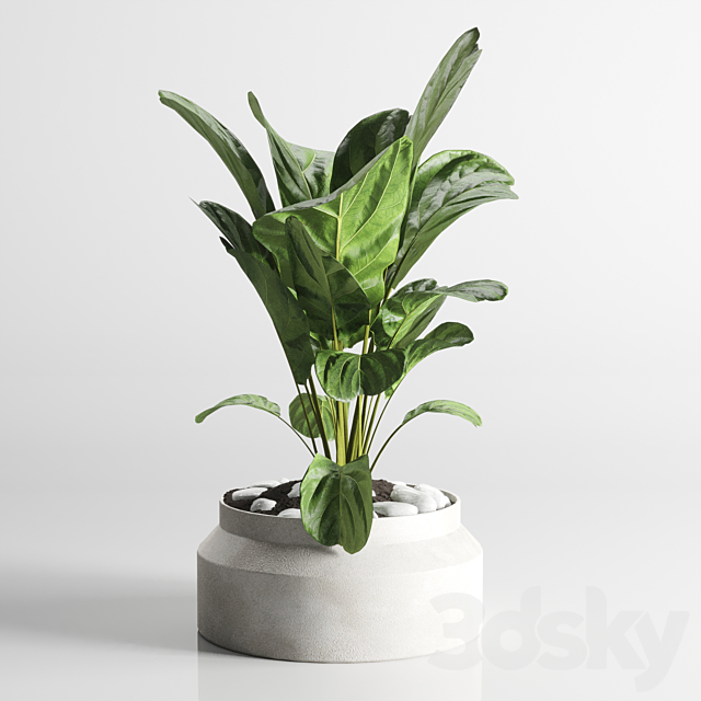 collection Indoor plant 33-concrate vase 3DSMax File - thumbnail 4