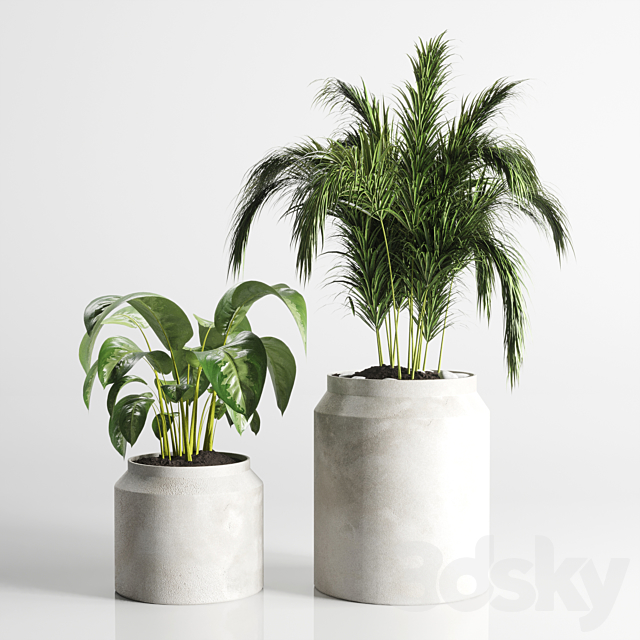 collection Indoor plant 33-concrate vase 3DSMax File - thumbnail 5