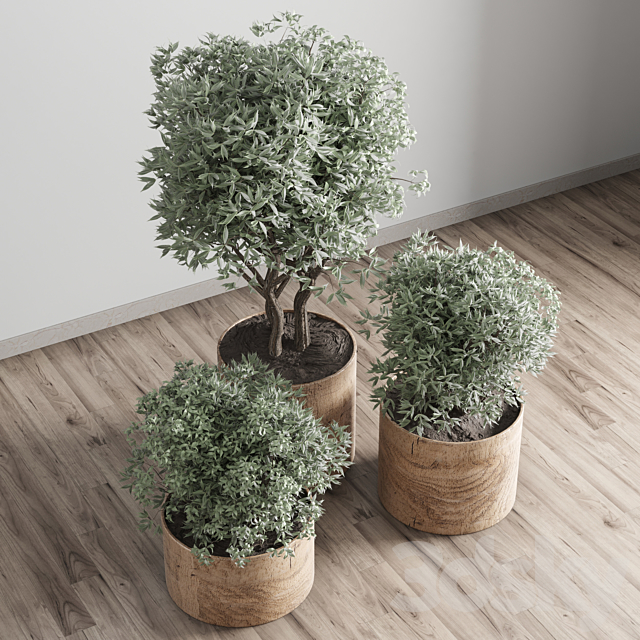 collection Indoor plant 42-wood vase 3DS Max Model - thumbnail 3