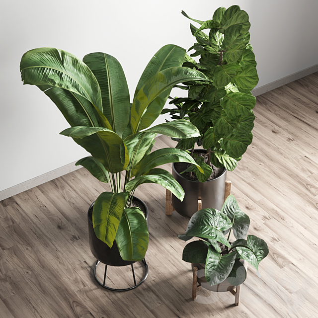 collection Indoor plant 43 vase 3DS Max Model - thumbnail 3