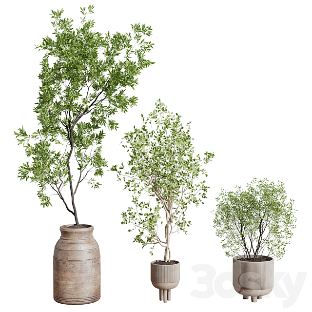 collection indoor plant 456 wooden old and concrete vase 3ds Max - thumbnail 3