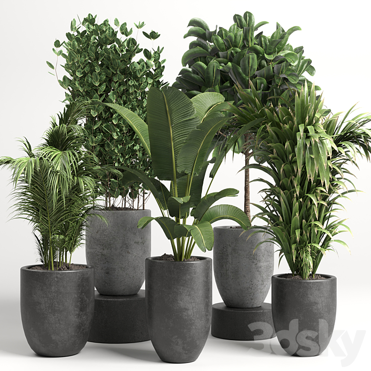 collection Indoor plant 46 vase concrete 3DS Max Model - thumbnail 1