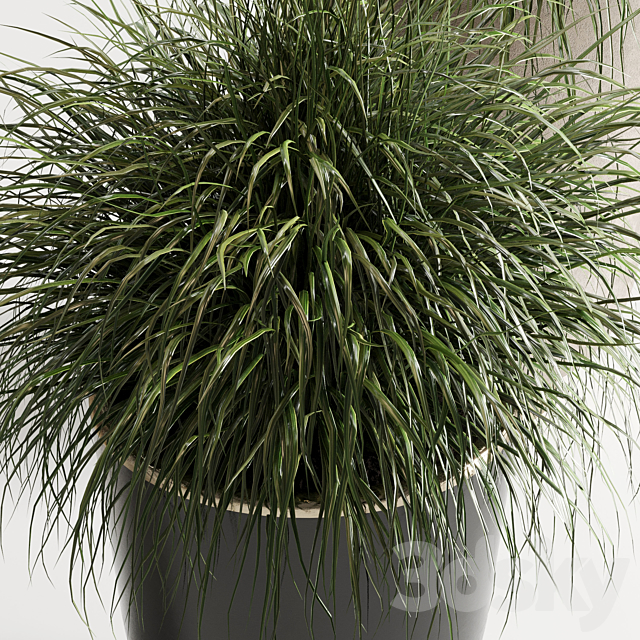 collection Indoor plant 54 vase concrete plant grass pot 3DS Max Model - thumbnail 3