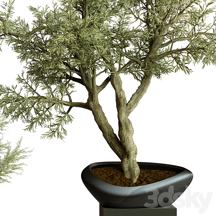 Collection Indoor Plant 72 3DS Max Model - thumbnail 2