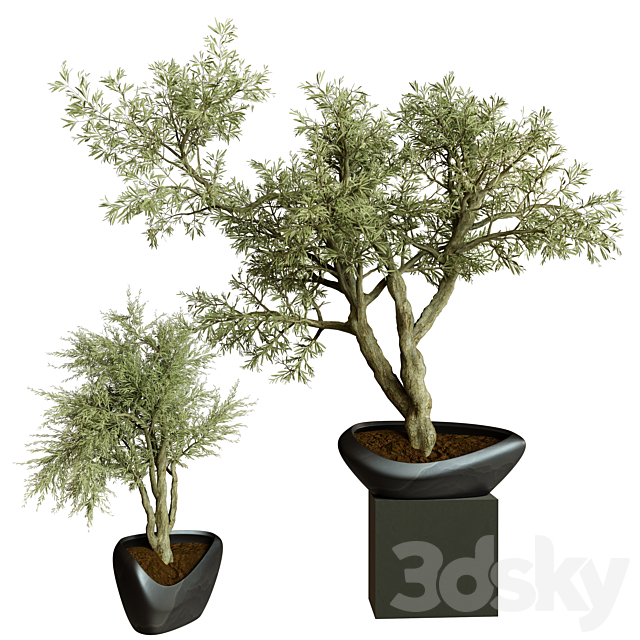 Collection Indoor Plant 72 3DSMax File - thumbnail 1