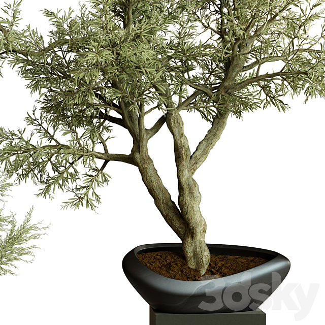 Collection Indoor Plant 72 3DSMax File - thumbnail 2