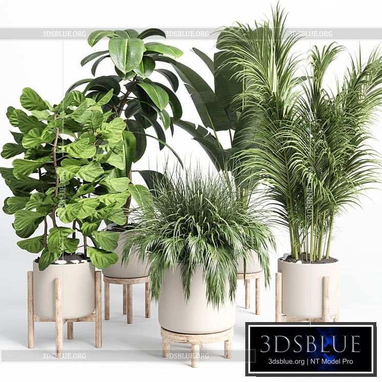 collection indoor plant 73 pot grass palm plant wood vase pot 3DS Max - thumbnail 3