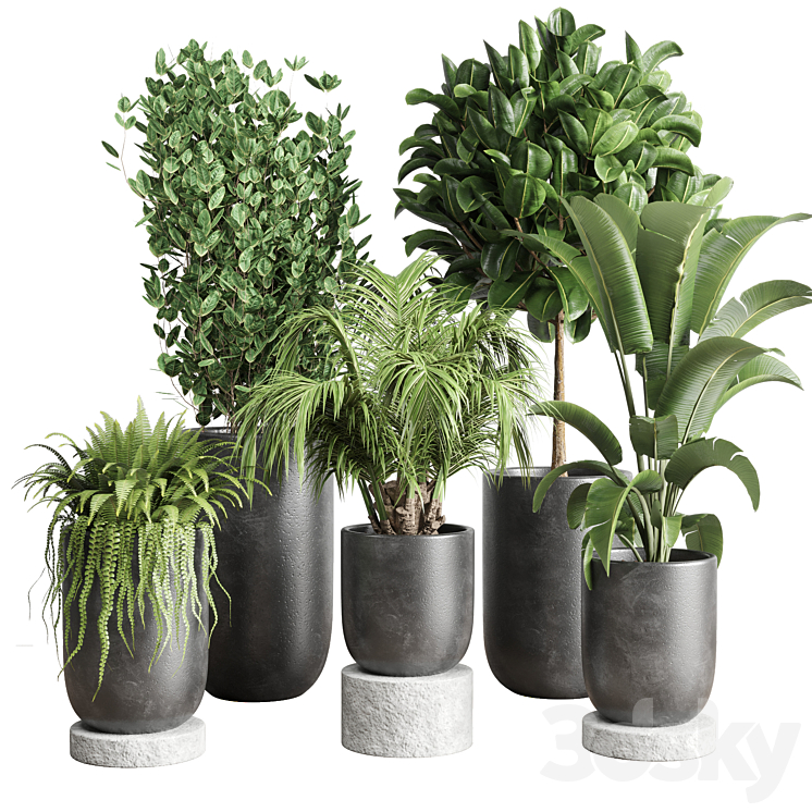 collection Indoor plant 78 pot tree plant palm concrete vase 3DS Max - thumbnail 1