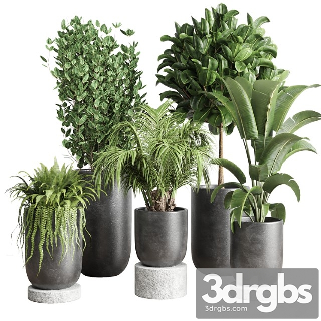 Collection indoor plant 78 pot tree plant palm concrete vase - thumbnail 1