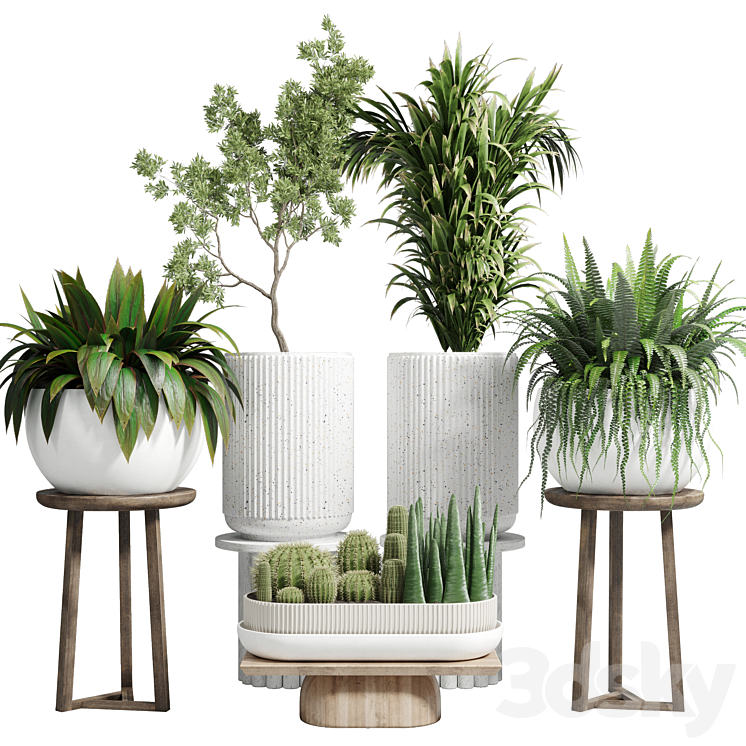 collection Indoor plant 81 pot tree plant palm fern cactus concrete vase 3DS Max Model - thumbnail 1