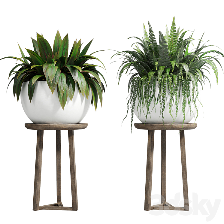 collection Indoor plant 81 pot tree plant palm fern cactus concrete vase 3DS Max Model - thumbnail 2