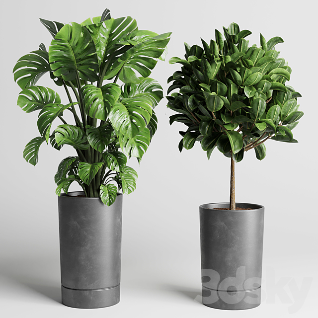 collection Indoor plant 91 concrete vase pot palnt palm tree plant monstera 3ds Max - thumbnail 2