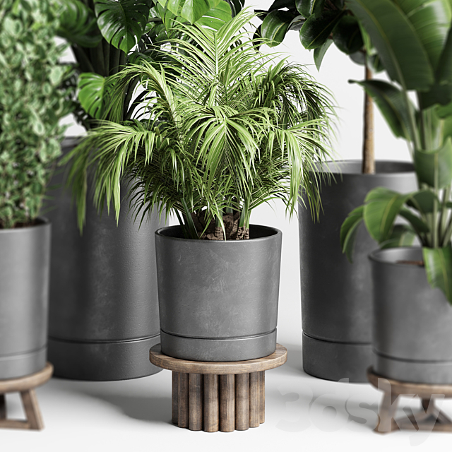 collection Indoor plant 91 concrete vase pot palnt palm tree plant monstera 3ds Max - thumbnail 3