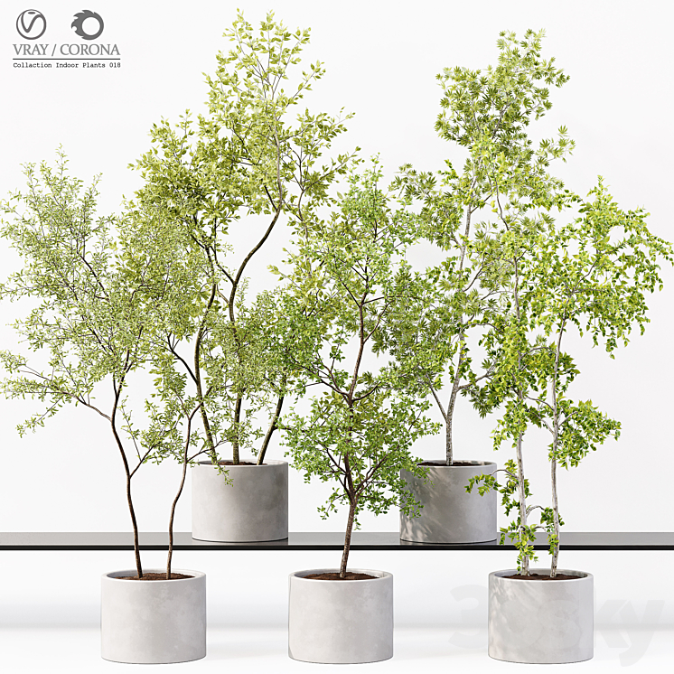 Collection Indoor Plants 018 3DS Max Model - thumbnail 3