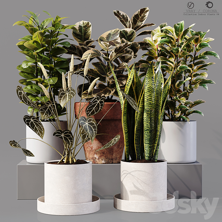 Collection Indoor Plants 04 3DS Max Model - thumbnail 1