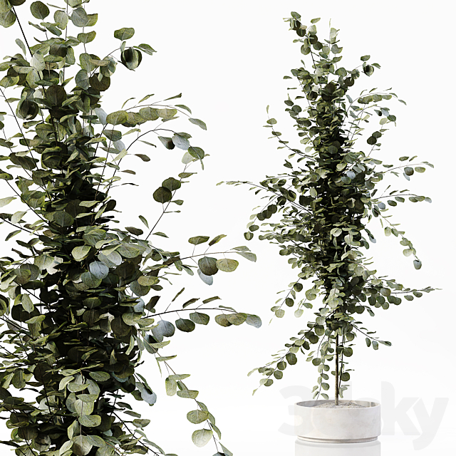 Collection Indoor Plants 052 3DS Max Model - thumbnail 3