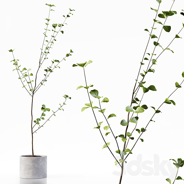 Collection Indoor Plants 052 3DS Max Model - thumbnail 4