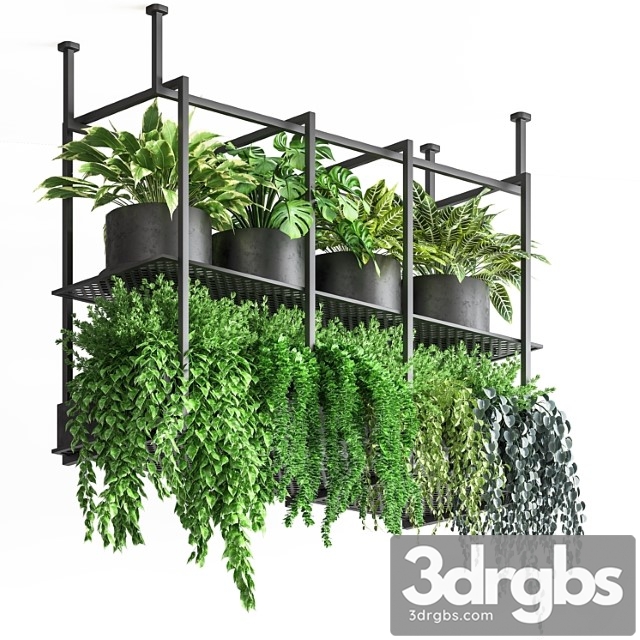 Collection indoor plants hanging pot metal 01 - thumbnail 1