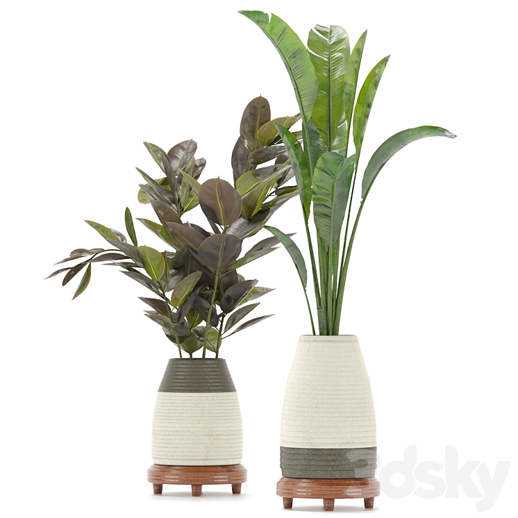 Collection Indoor Plants Set Nim01 3DS Max Model - thumbnail 1