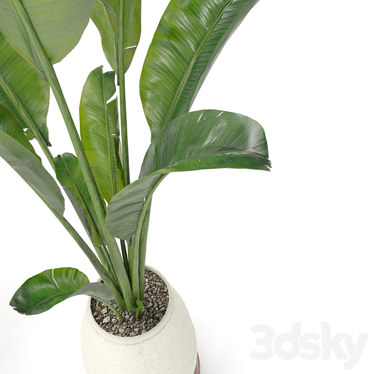 Collection Indoor Plants Set Nim01 3DS Max Model - thumbnail 2