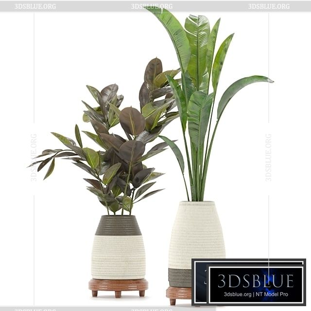 Collection Indoor Plants Set Nim01 3DS Max - thumbnail 3