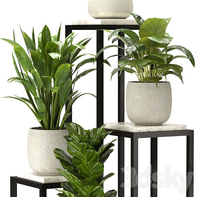 Collection Indoor Plants Set Nim08 3DS Max Model - thumbnail 2