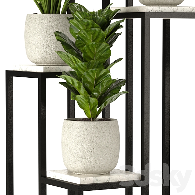 Collection Indoor Plants Set Nim08 3DS Max Model - thumbnail 3