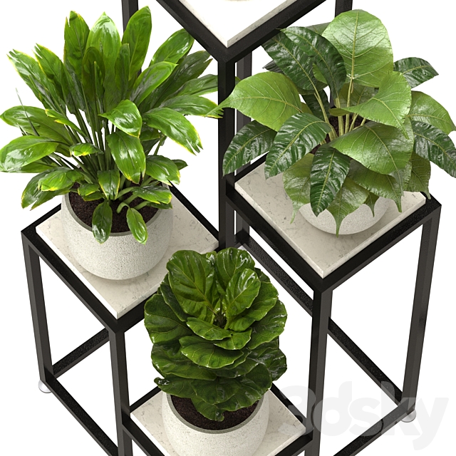 Collection Indoor Plants Set Nim08 3DS Max Model - thumbnail 4