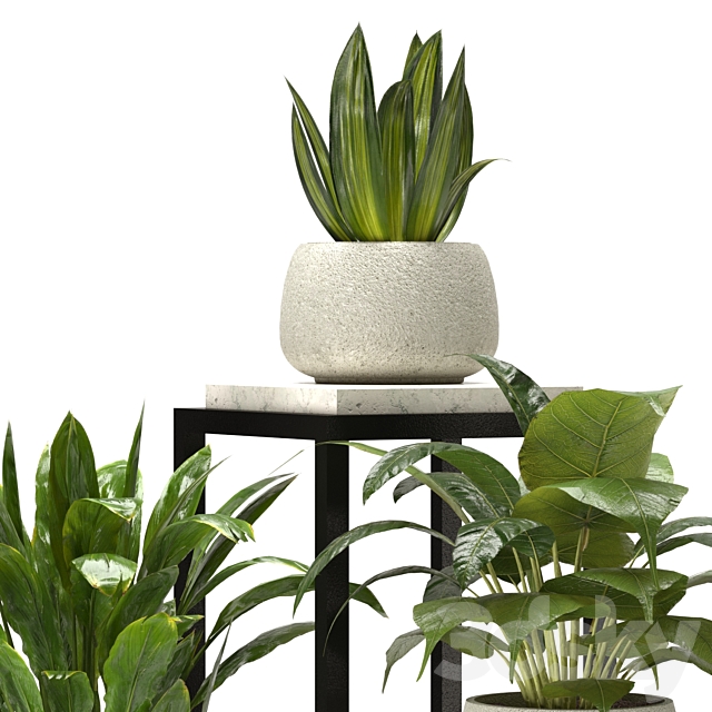 Collection Indoor Plants Set Nim08 3DS Max Model - thumbnail 5