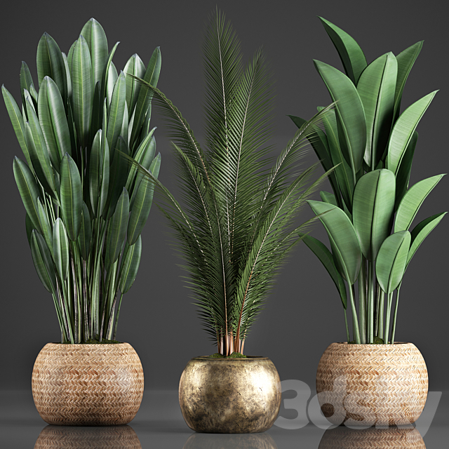 Collection of 360 plants. Banana. coconut tree. strelitzia. basket. rattan. indoor plants. strelitzia. eco design 3DSMax File - thumbnail 1