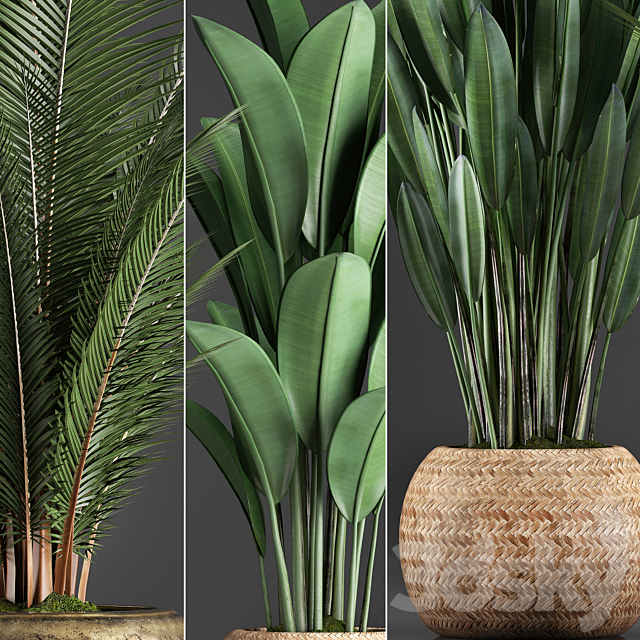 Collection of 360 plants. Banana. coconut tree. strelitzia. basket. rattan. indoor plants. strelitzia. eco design 3DSMax File - thumbnail 2