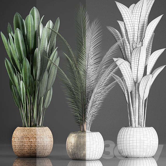 Collection of 360 plants. Banana. coconut tree. strelitzia. basket. rattan. indoor plants. strelitzia. eco design 3DSMax File - thumbnail 3