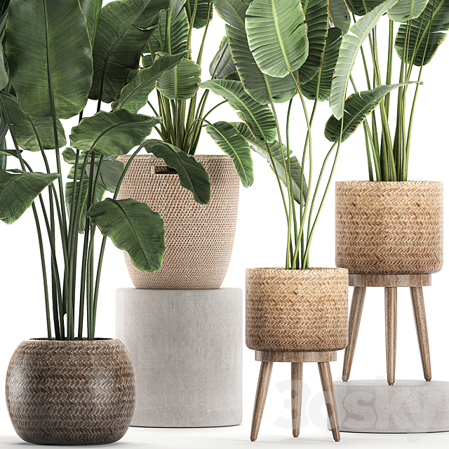 Collection of banana palms in wicker baskets rattan with Banana strelitzia ravenala. Set 615. 3DS Max Model - thumbnail 2