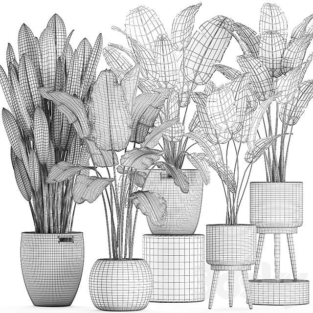 Collection of banana palms in wicker baskets rattan with Banana strelitzia ravenala. Set 615. 3DS Max Model - thumbnail 4