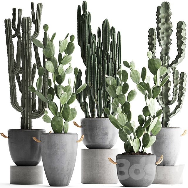 Collection of beautiful cacti in modern concrete pots and vases with Cereus. Prickly pear. indoor plants. outdoor. desert plants. Set 386. 3DSMax File - thumbnail 1